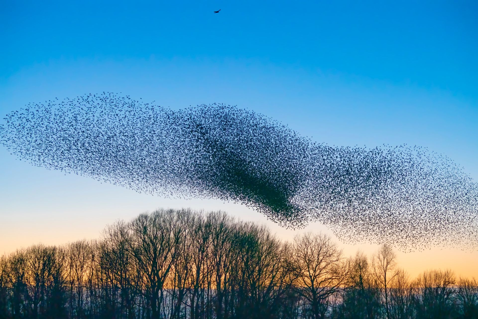 shutterstock_1864566346_birdwatching