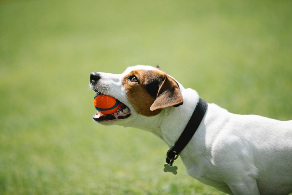 dog friendly glamping with dog with ball in mouth